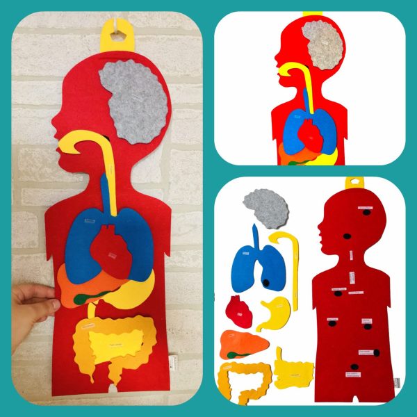 Anatomy board - digestive and respiratory system