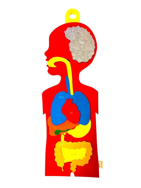 Anatomy board - digestive and respiratory system - Image 4